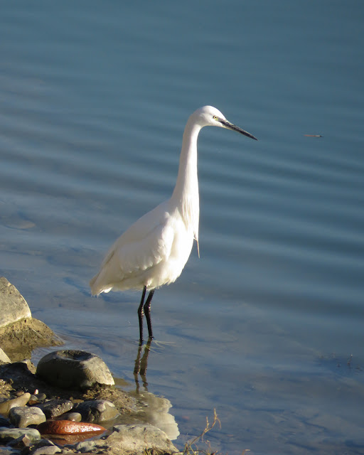 Little egret, Giardino delle vittime di via Fani, Lungarno Aldo Moro, Florence