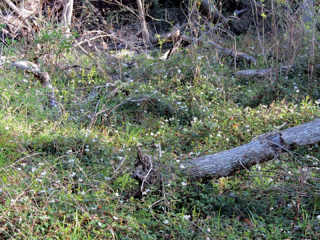  Armand Bayou Nature Center.