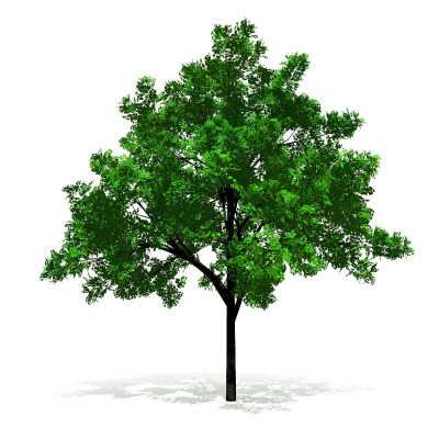 Artikel Motivasi Cerita Motivasi Tentang Pohon 