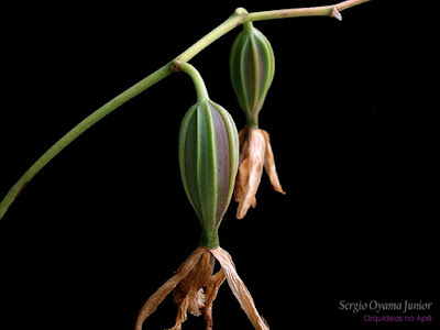 Cápsula de sementes de orquídea