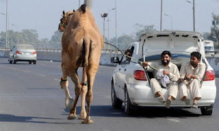 Levando o camelo para passear.