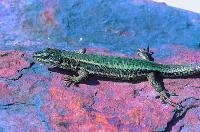 threatened rock lizard