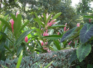 Pink ginger, La Ceiba, Honduras