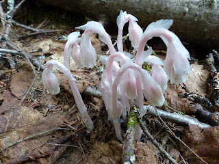 Monotrope uniflore - Monotropa uniflora