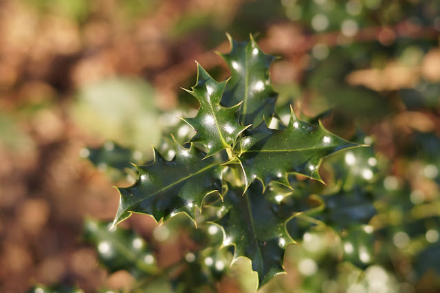 Lovely Holly bush