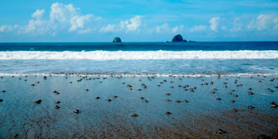 Pantai Sukamade