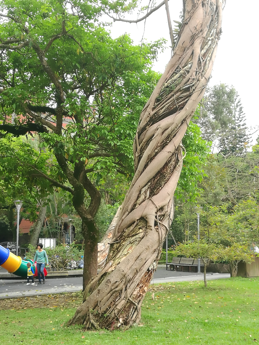 大溪公園  植物界的生存術