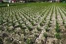 Ratusan hektare lahan padi Sumut puso
