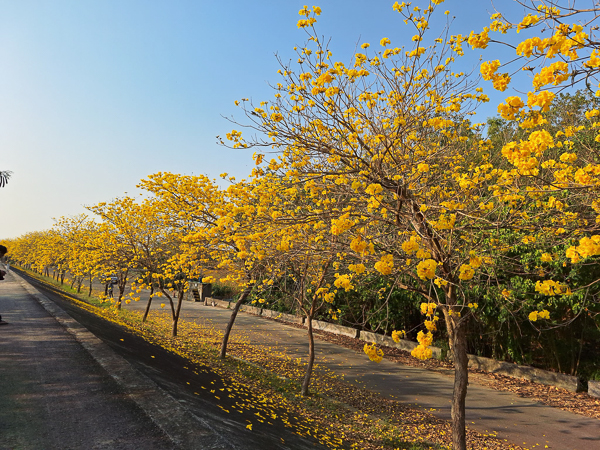 台南東山龜重溪聖賢堤防黃花風鈴木，整排黃花很低很親近很好拍