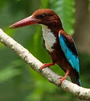 White breasted kingfisher- State bird of West Bengal