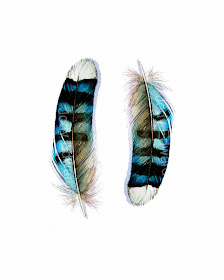  two blue jay feathers print by jodyvanb on etsy