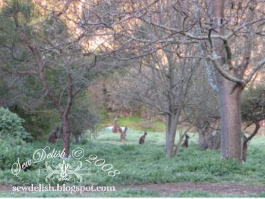 Australia Kangaroos