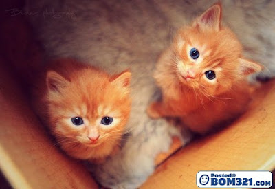 kucing comel cutties cats