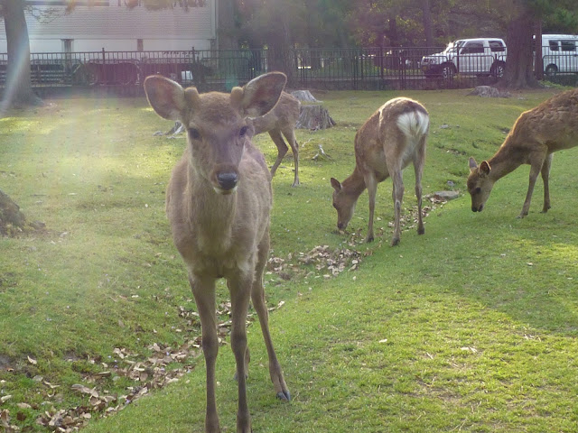 rencontre avec les cerfs à Nara au Japon