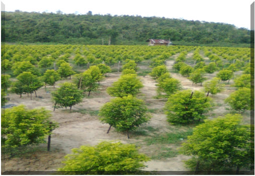  KHASIAT  POHON CENDANA 