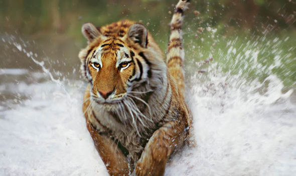 Top 10 things you never knew about tigers 