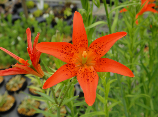 Лилия Буша (Lilium buschianum)