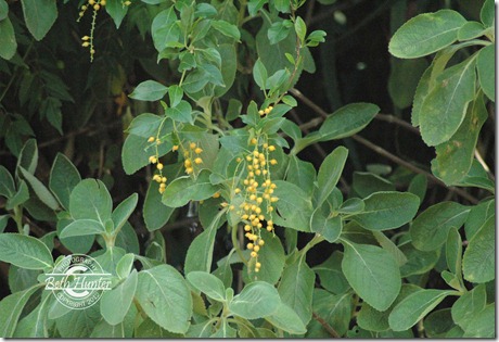 yellow-pods