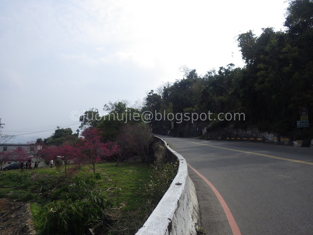 Taichung cherry blossoms