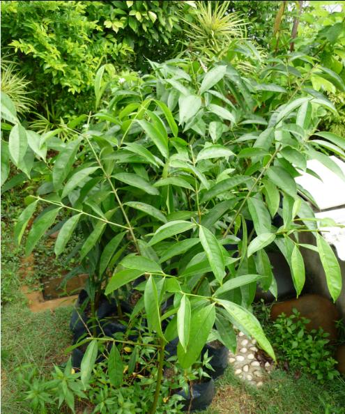 POKOK MAHKOTA DEWA (PHALERIA MACROCARPA)  Agrobio 