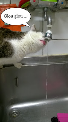 Une chatte tabby blanche boit au robinet d'un évier.