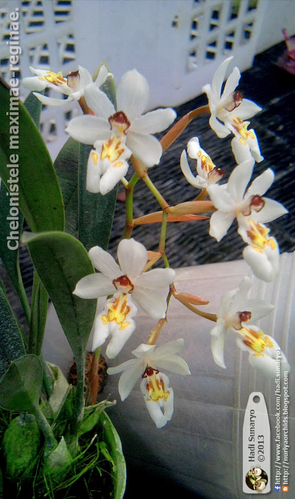 Hadi Orchids Nuriya Orchids Chelonistele maximae reginae