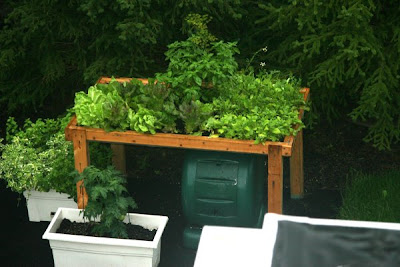 Lettuce and greens table