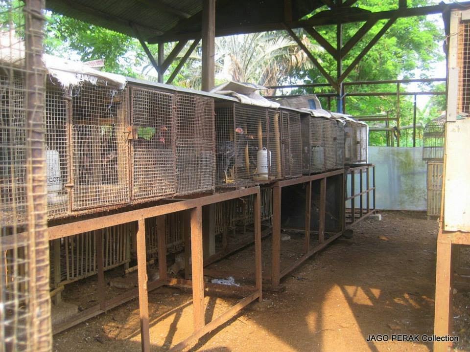 Kandang Ayam Bangkok yang Sehat | Ayam Bangkok Asli