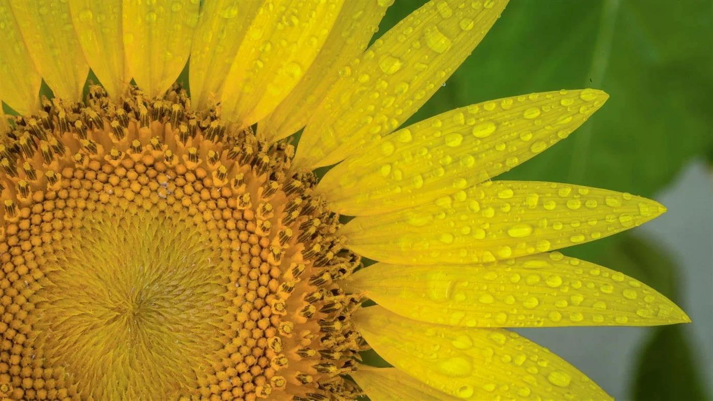 Download Sunflowers PREMIUM, Tema per Windows 10