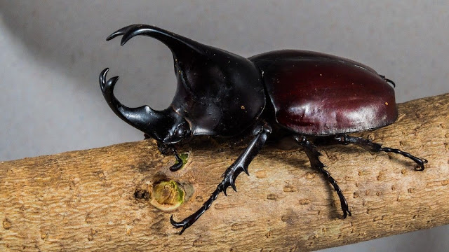 Makhluk Kumbang Tanduk