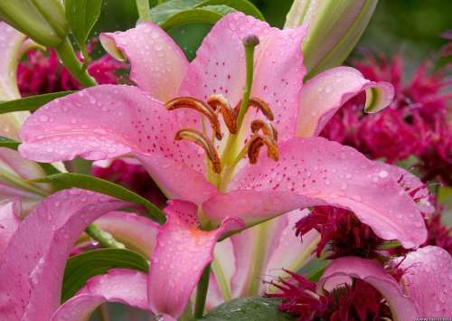 Mengupas Apa Arti Bunga  Lili  Pada Lambang  Pramuka 