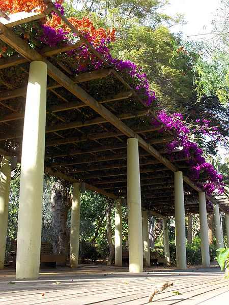 Bougainvillea Pergola