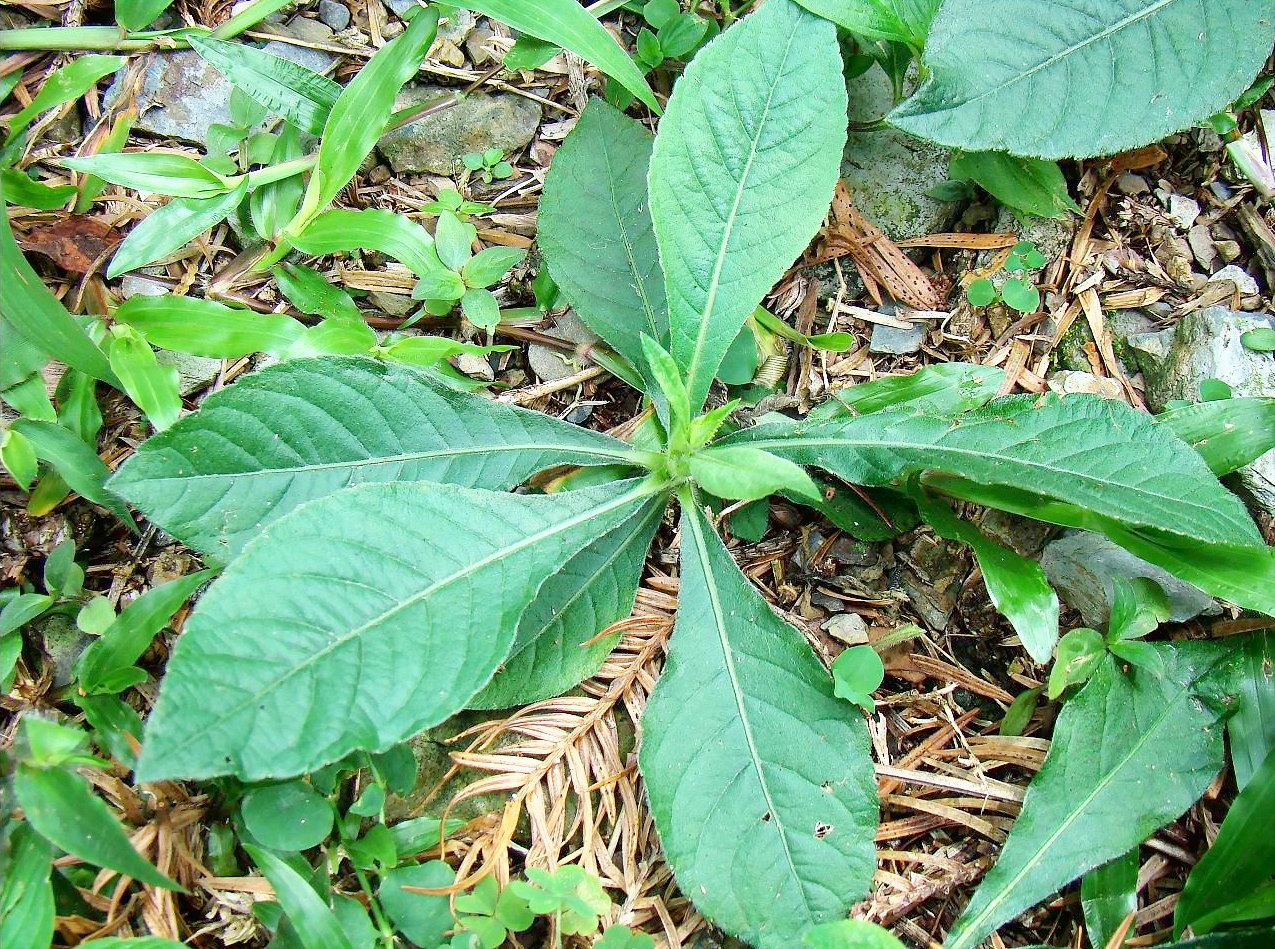 500克新鲜白花地胆草白花地胆头牛舌草白花苦地胆丁竖朽地胆草_虎窝淘