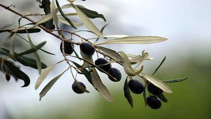 Τον Μάιο στην Καβάλα ο 8ος διεθνής διαγωνισμός ελαιολάδου "ATHENA IOOC"