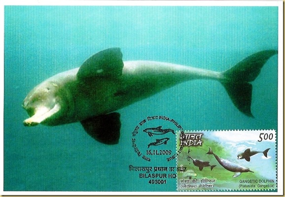 Max. Card-Ganges River Dolphin