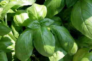 Basil in the Garden