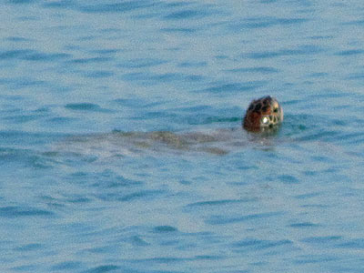 Green Turtle (Chelonia mydas)