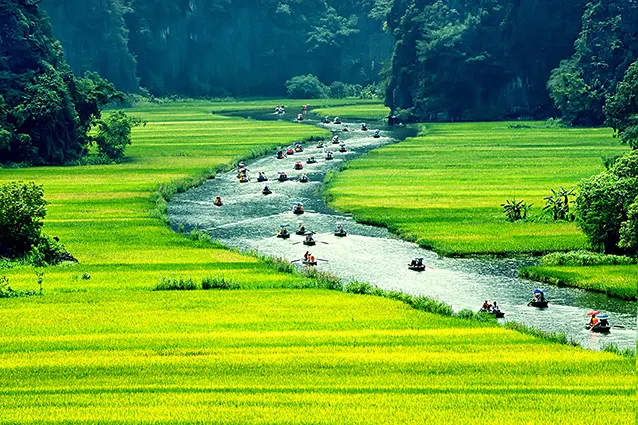 Tranh Phong Cảnh Ruộng Lúa và Dòng Sông