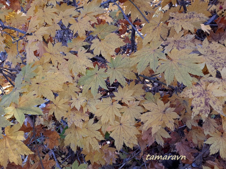 Клён ложнозибольдов (Acer pseudosieboldianum)