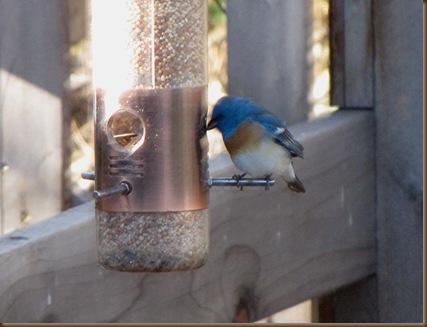 lazuli bunting