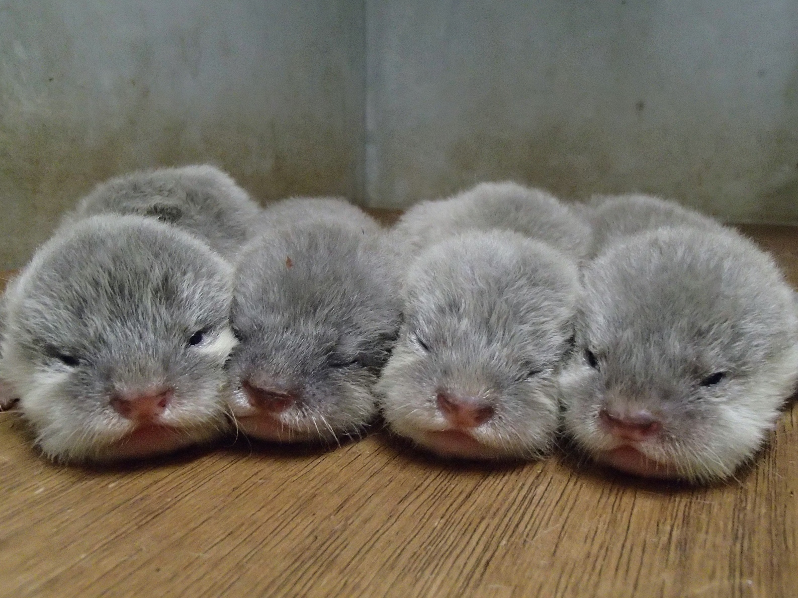 仲良くならんで はい整列 もふもふ コツメカワウソの赤ちゃんに名前をつけよう 福岡市動物園 30min