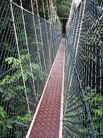 malaysian rain forest cannopy