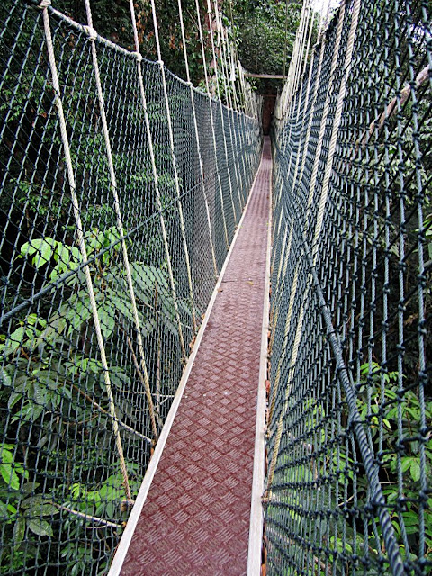 malaysian rain forest cannopy