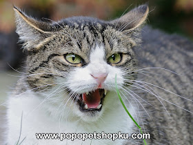 kucing rabies - popopetshopku.com