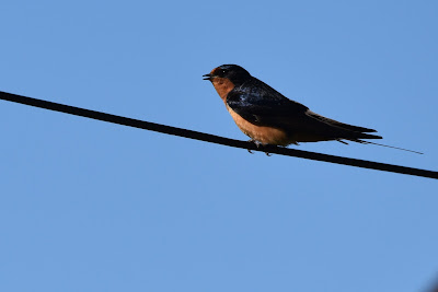 Swallows at Ellis Bird Farm.