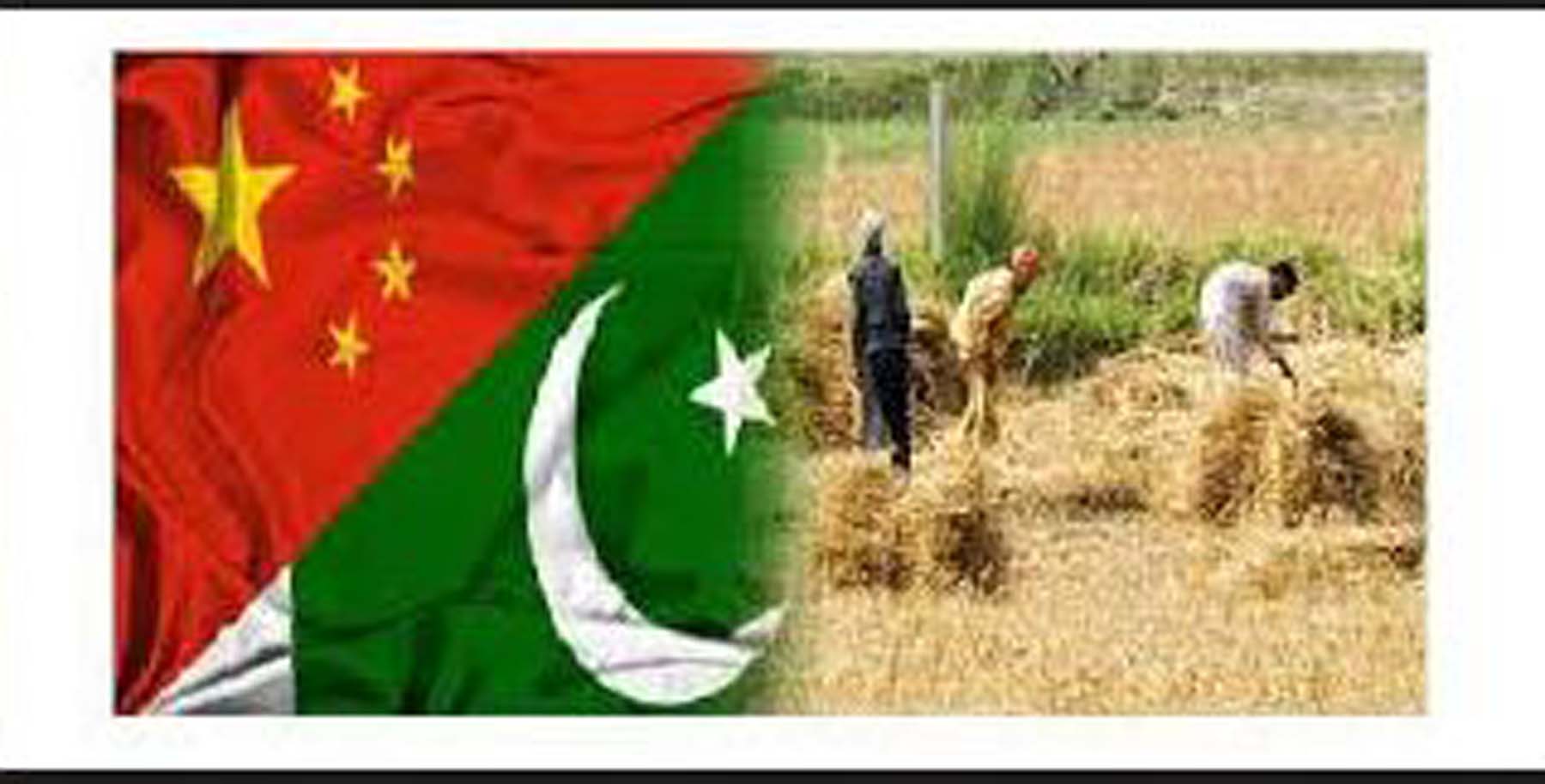 Sino-Pak cooperation to drive ahead Pakistan’s Agro-economy