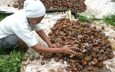 make mangosteen peel as medicine