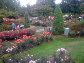 rose garden 3