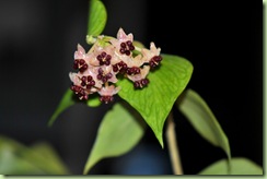 hoya polyneura