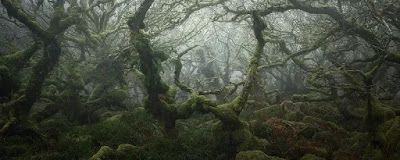 Bosque de Witman en Devon